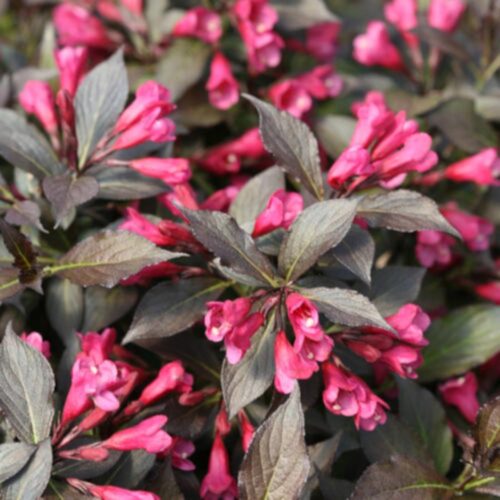 Flowering Shrubs