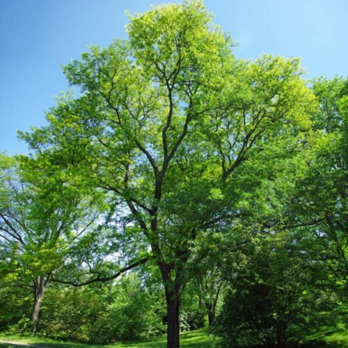 Shade & Flowering Trees